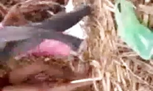 ডগী-স্টাইল চুদা চুদি 2020 অপেশাদার স্বর্ণকেশী প্রচণ্ড উত্তেজনা