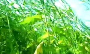 লোমশ কদর্য বাঙালি চুদাচুদি ভিডিও ঘোরানো